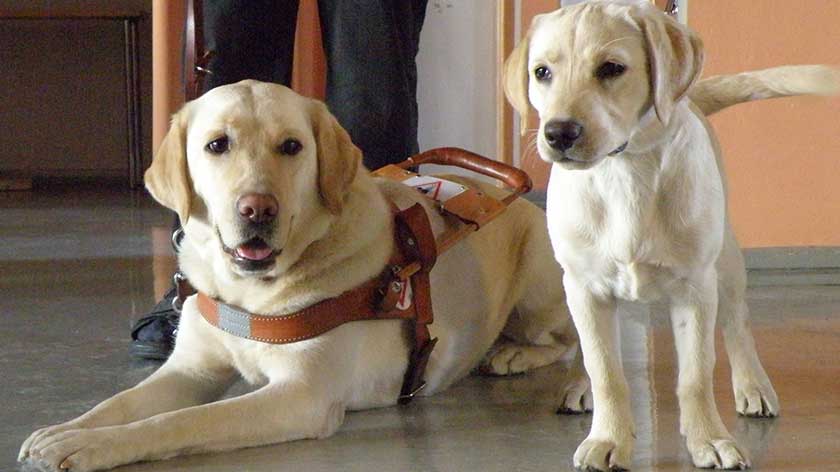 Service or Guide Dog