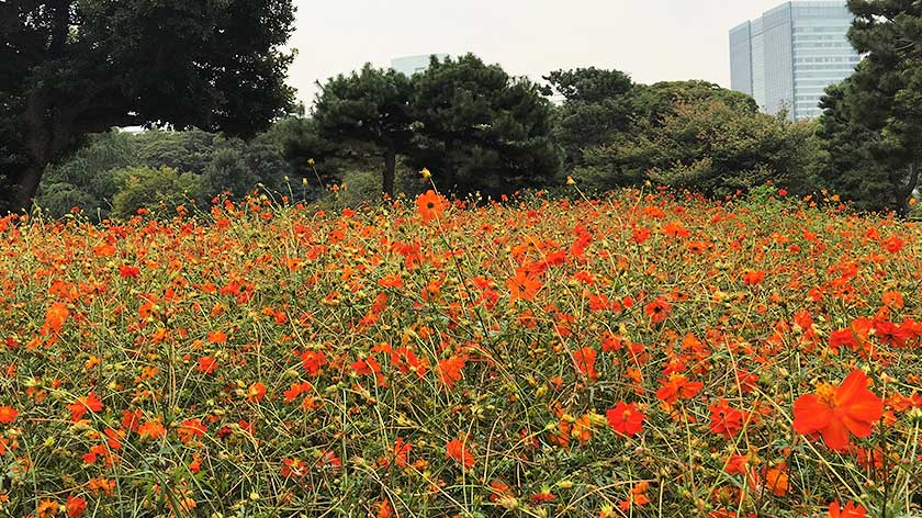 Hama Rikyu Gardens Accessibility Review Accessible Japan