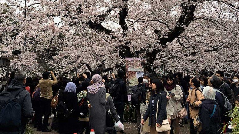 Cherry Blossom Viewing in a Wheelchair – Accessible Japan