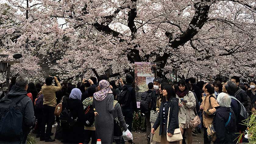 Crowds under cherry blossoms