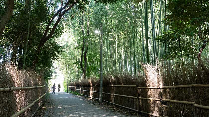Arashiyama Bamboo Grove Path is wheelchair Accessible