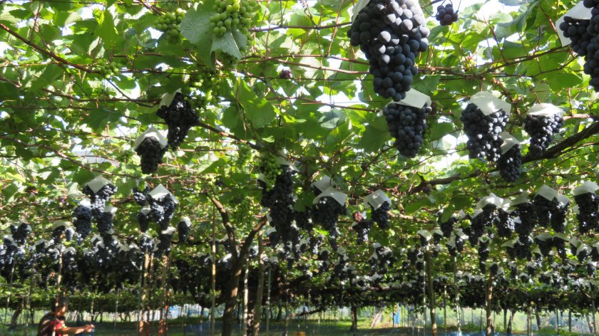 Vineyard in Nanyo