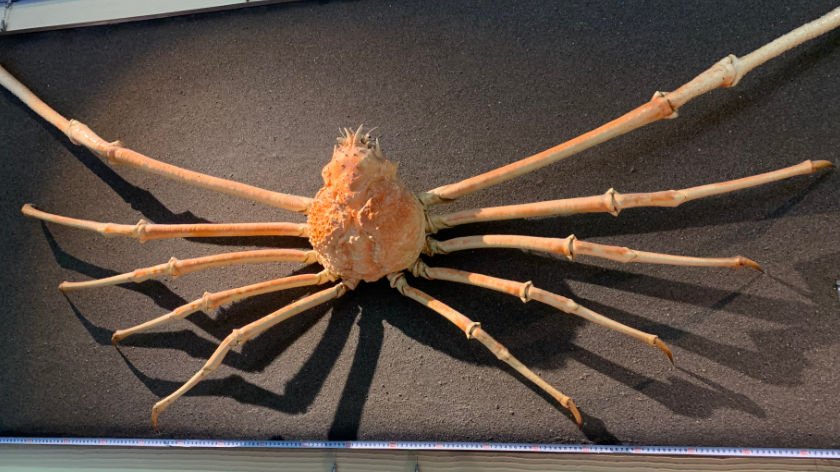 japanese spider crab eating