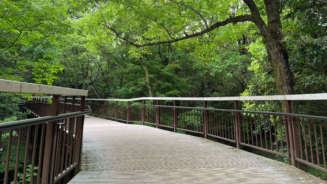 Boardwalk Path