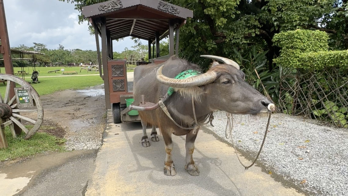 A water buffalo hitched to a wooden cart stands on a path, with greenery and a grassy field in the background.