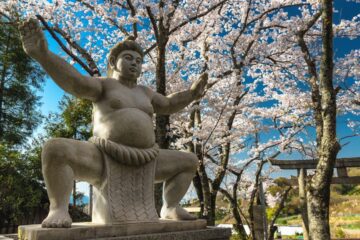 A stone statue of a sumo wrestler in a traditional pose, standing amidst blooming cherry blossom trees. The statue is detailed, showing the wrestler wearing a mawashi (sumo belt) and adopting a stance of readiness. The background features a clear blue sky, torii gates, and lush greenery, creating a serene and traditional Japanese atmosphere.